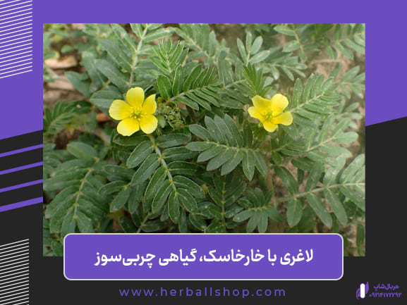 لاغری با خارخاسک